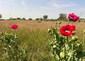 Zelt | Blick von der Unterkunft