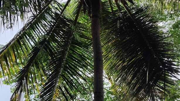 A tall palm tree with dense foliage and a clear sky in the background.