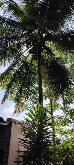 A tall palm tree with dense foliage and a clear sky in the background. - Pavanputra Resort Hassan (Hassan)