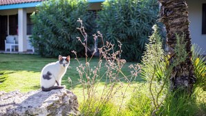 Eine Katze sitzt auf einem Stein in einem Garten, im Hintergrund ist ein Haus zu sehen.