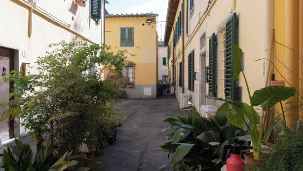 Un estrecho callejón flanqueado por edificios y macetas con plantas.