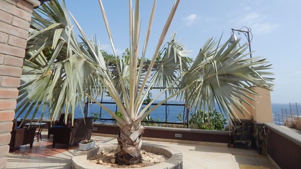 A patio area with a palm tree, outdoor seating, and a view of the sea. - Secluded modern villa with pebble beach near Unesco heritage city (Cidade Velha)
