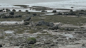 En stenig kustlinje med utsikt över havet och det avlägsna landskapet.