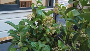 Un comptoir d'accueil avec une enseigne, une grande fenêtre donnant sur l'intérieur et une plante au premier plan.