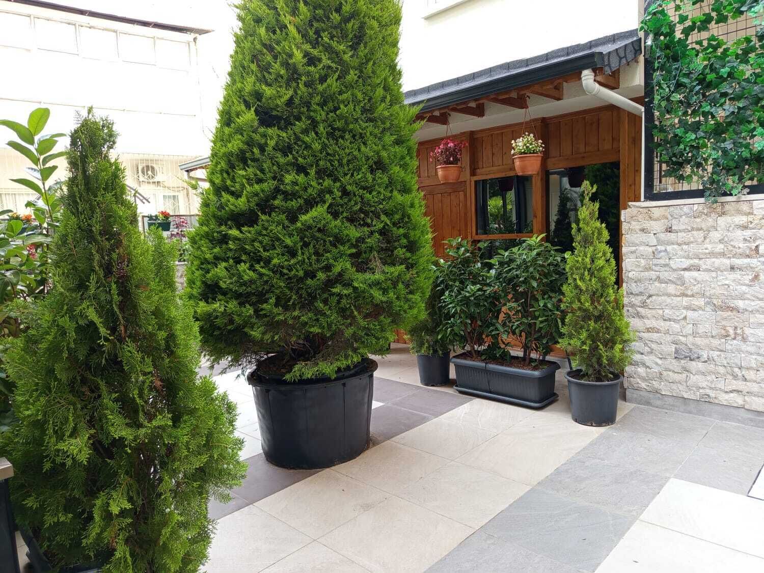 Une cour intérieure agrémentée d’arbres à feuilles persistantes en pot et d’un mur en pierre.