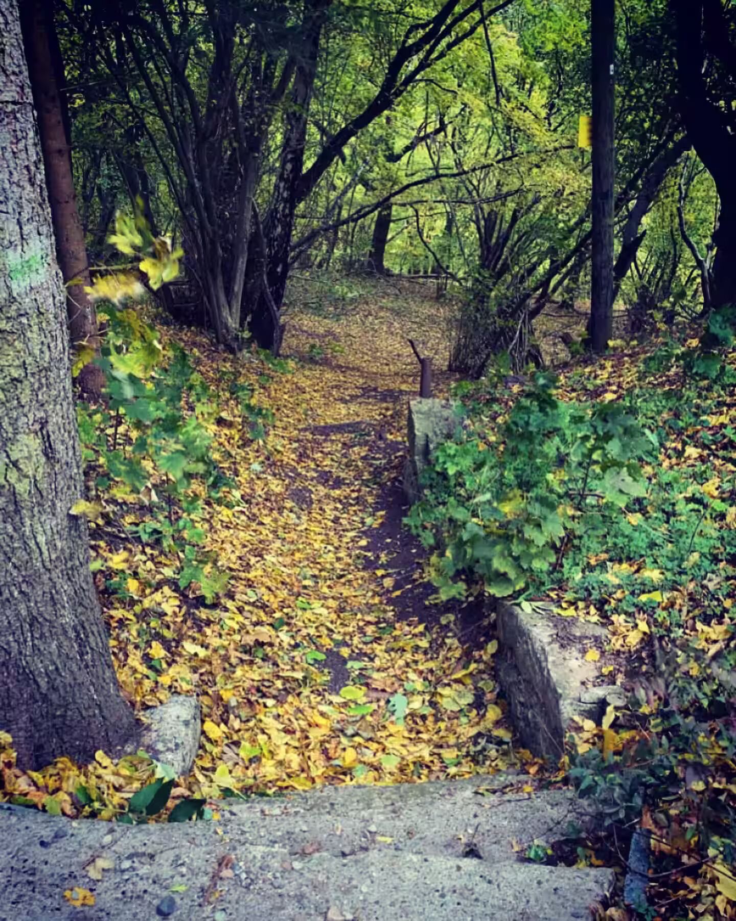 Metsäpolku, jonka varrella on kivipenkki ja puinen tolppa.