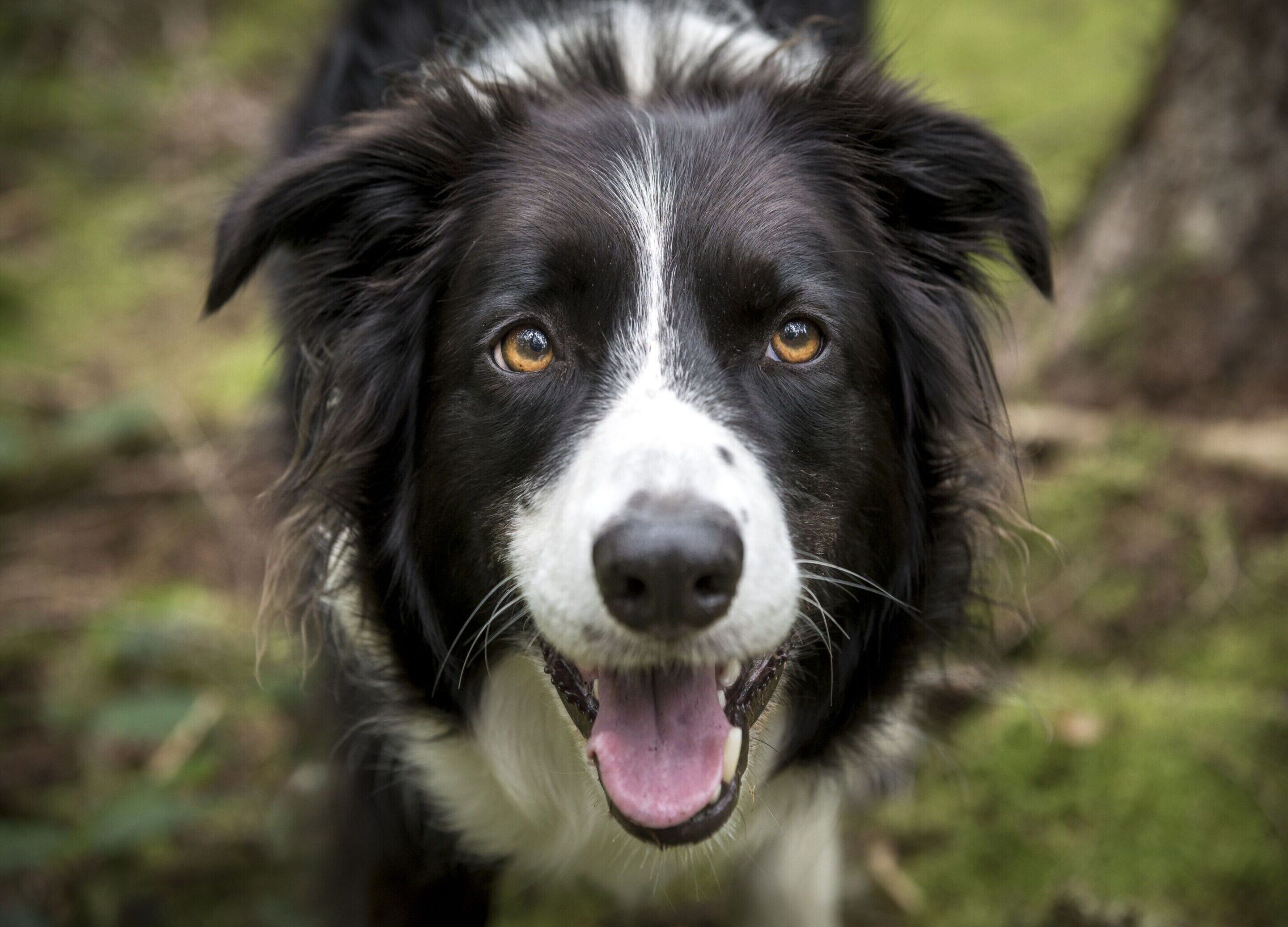 A close-up of a black and white dog with a white patch on its face and a black nose.