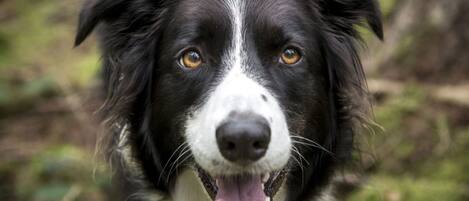 A close-up of a black and white dog with a white patch on its face and a black nose.