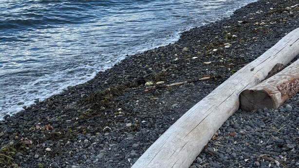 Una costa rocciosa con acque calme, un tronco di legno e un edificio in lontananza.