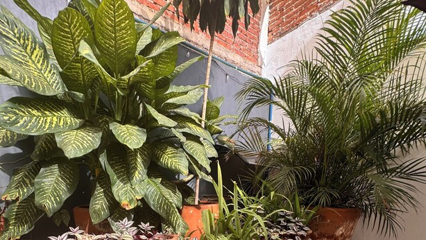 Uma escadaria de pedra com plantas em vasos.
