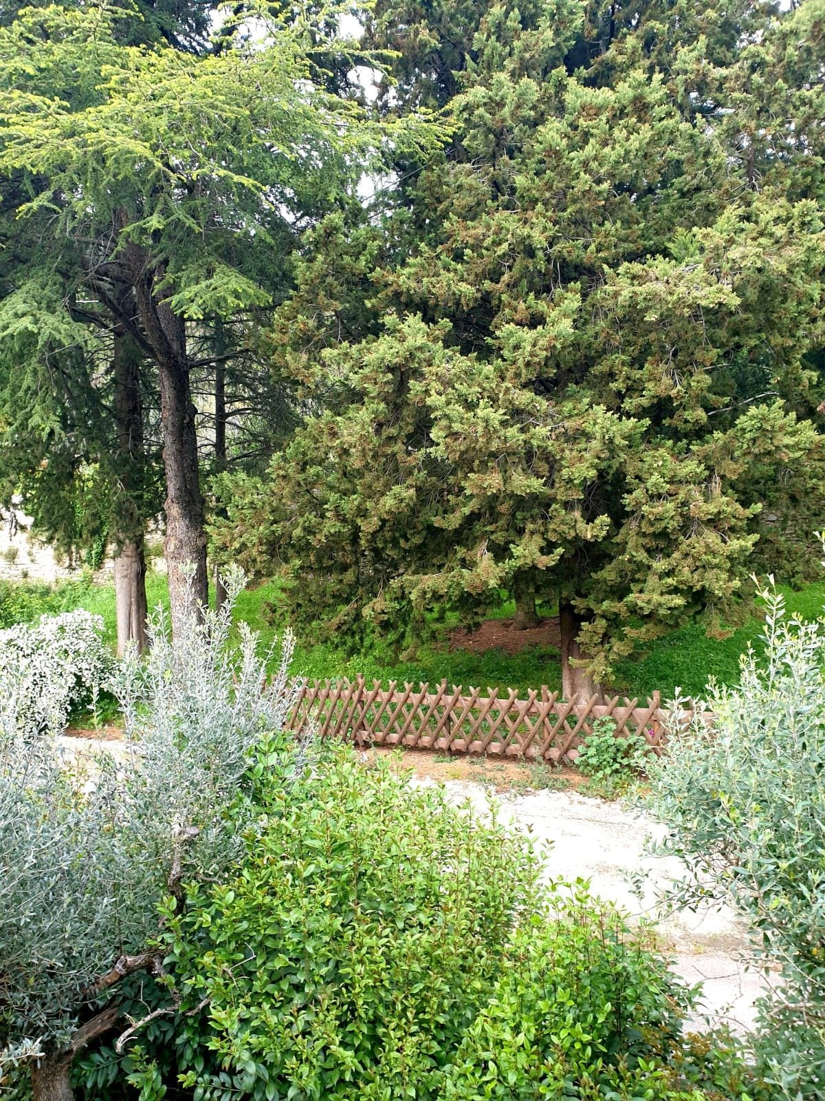 A garden with a variety of trees and shrubs, a wooden fence, and a paved path.