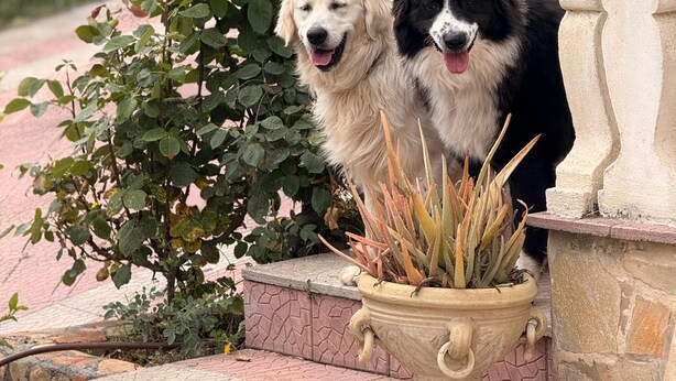 Dos perros sentados junto a un jardín con rosas y una planta en maceta.