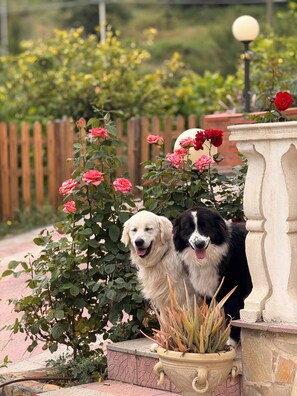 Dois cães sentados perto de um jardim com rosas e um vaso de planta.