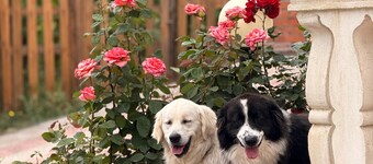 Militello villa in Italy's most beautiful village 2025