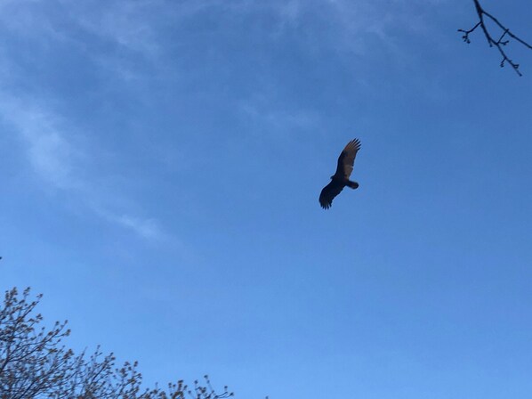 Un pájaro volando en el cielo.