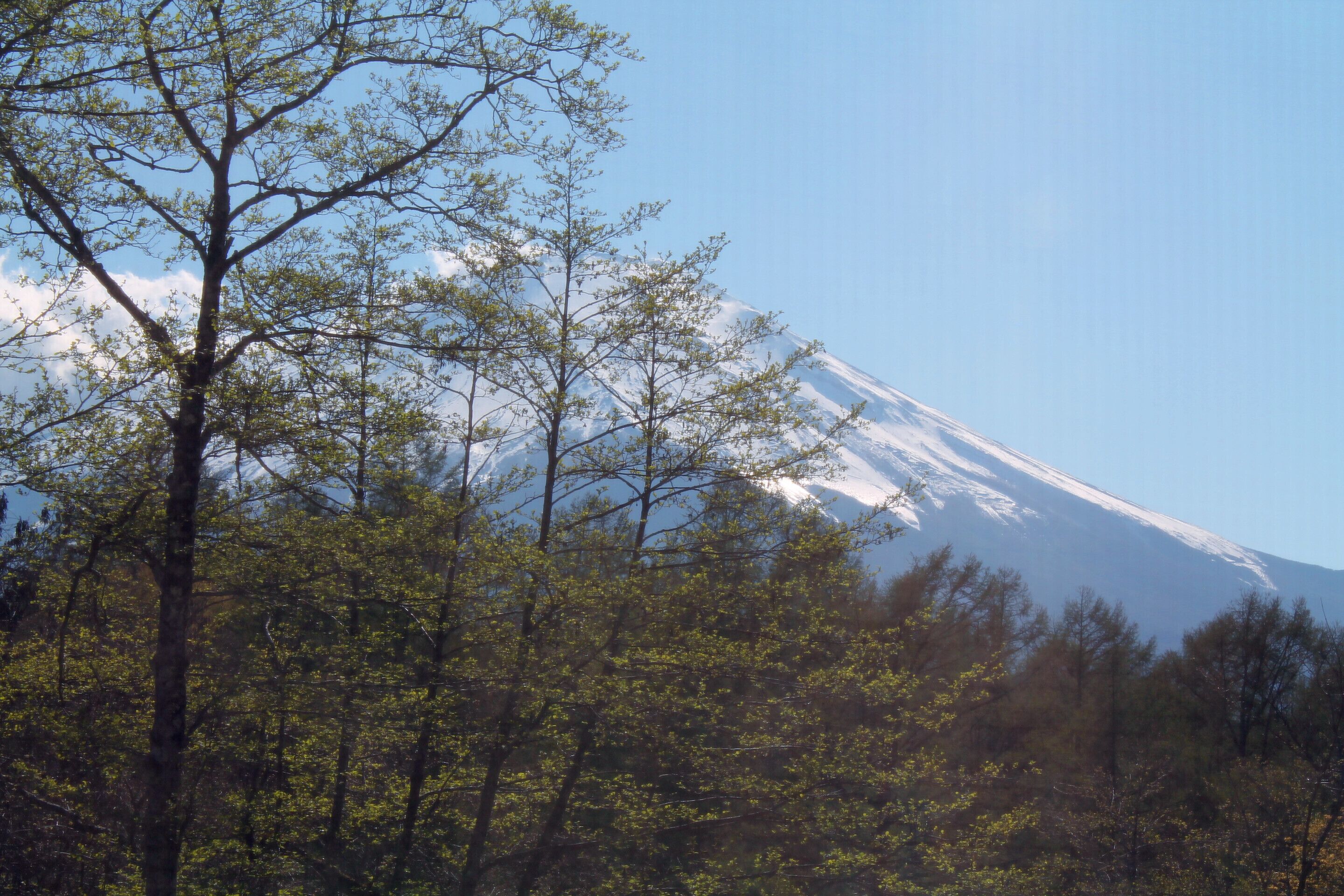 A snow-capped mountain with a forest in the foreground.