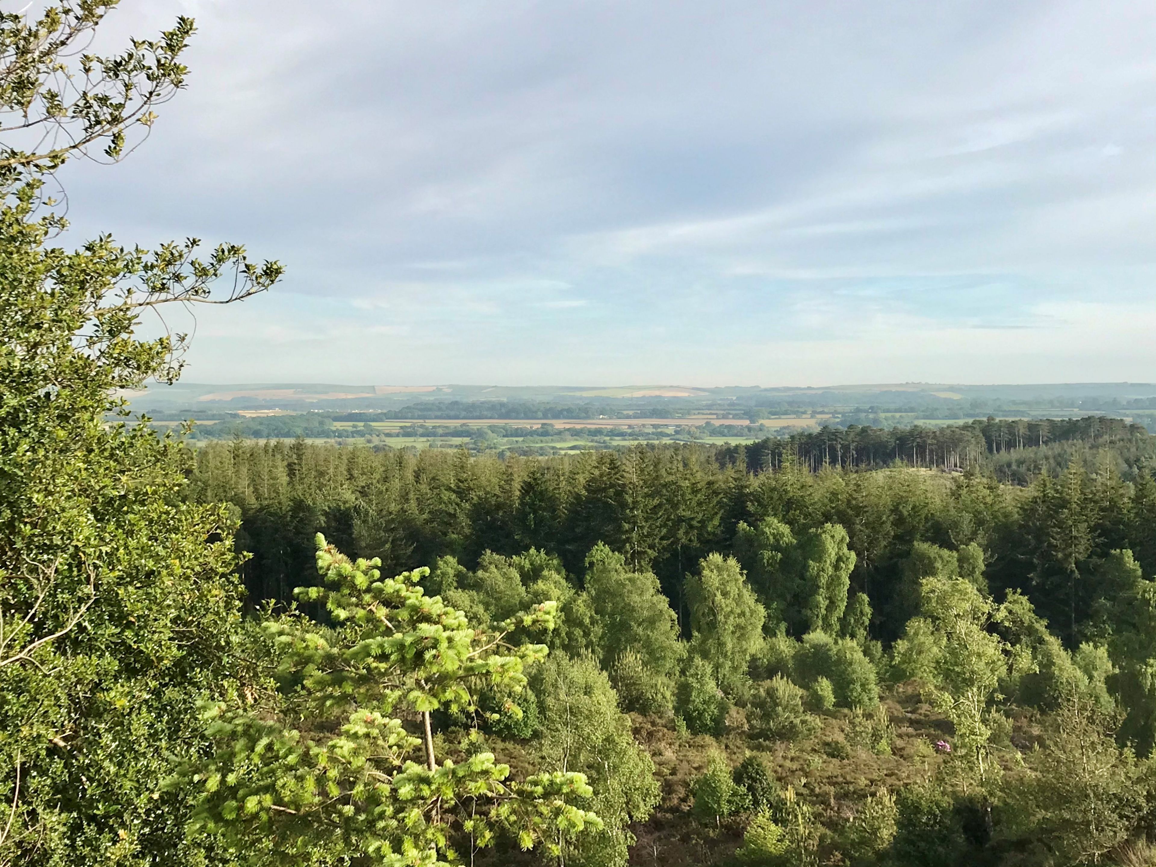Un paysage boisé offrant une vue sur des champs et des collines lointaines.