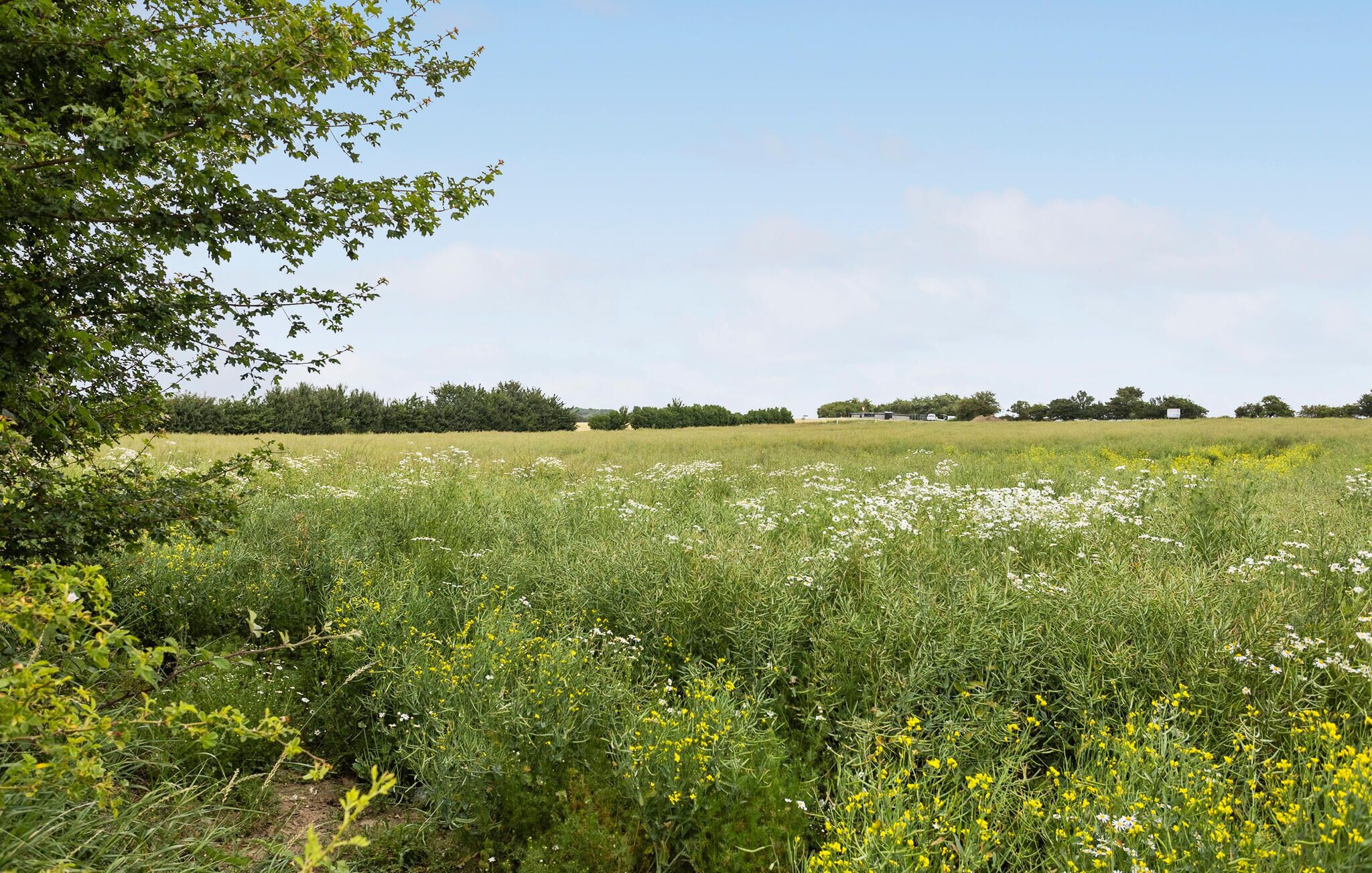 Een veld met wilde bloemen en bomen.