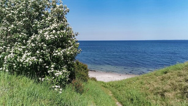 Un sendero costero que lleva a una playa con un arbusto grande y floreado y una vista despejada del mar.