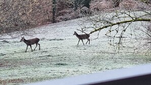 Två rådjur på en frostig åker med kala träd i bakgrunden.