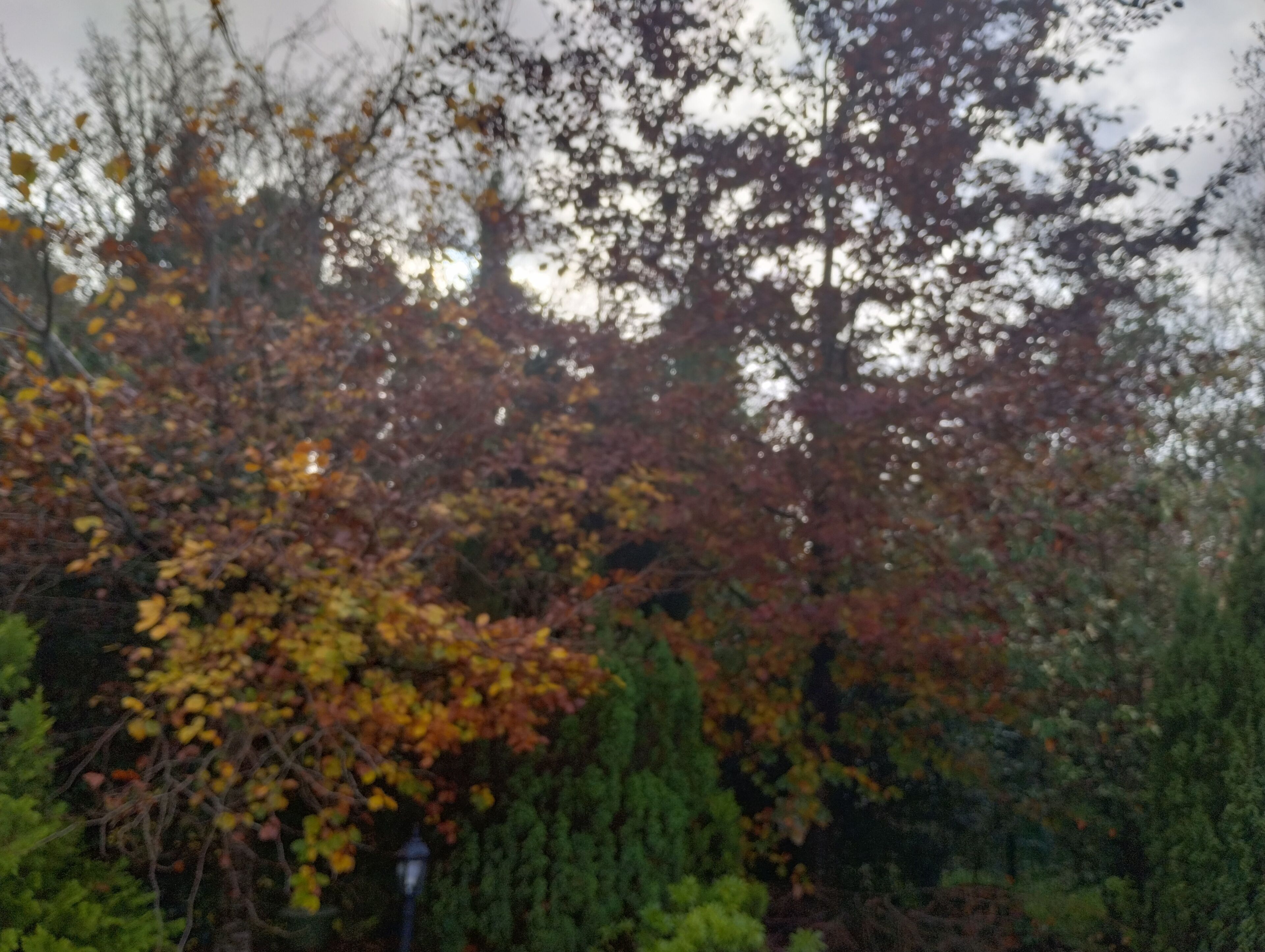 A dense cluster of trees with autumn foliage, a lamppost, and a clear sky.