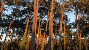 A forest of tall pine trees with a clear sky. - Villa on the edge of the forest, beach and golf course nearby. Ideal for families! (Moliets-et-Maa)
