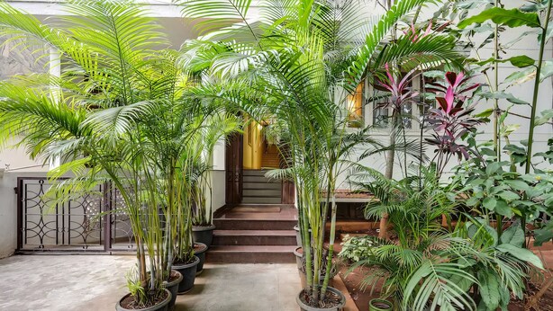 Una escalera rodeada de macetas con plantas que lleva a la entrada de un edificio.