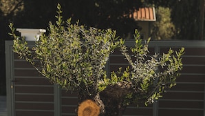 A bonsai tree with a thick trunk and a small canopy of leaves, surrounded by a gravel and rock garden with various flowers. - Lumior Villas Lux essence by 'elite' (Zakynthos)