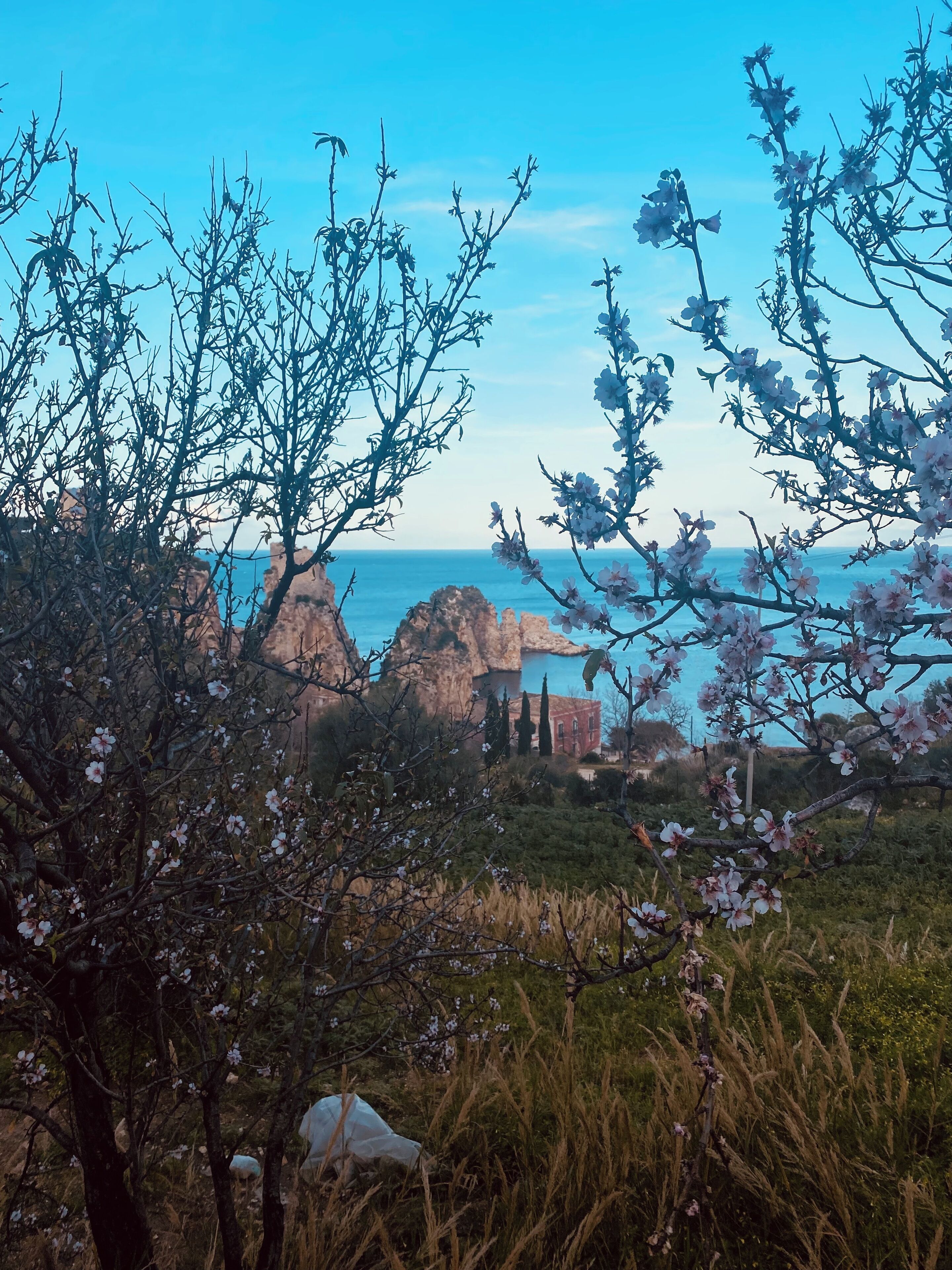 A coastal landscape with flowering trees and a view of the sea.