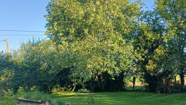 Eine grüne Wiese mit einem großen Baum und einem Holzgebilde.