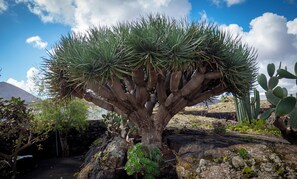 A large tree with a thick trunk and a wide canopy of green leaves, surrounded by rocks and other desert plants.
