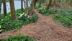 A garden path with pine needles, surrounded by greenery and daffodils.
