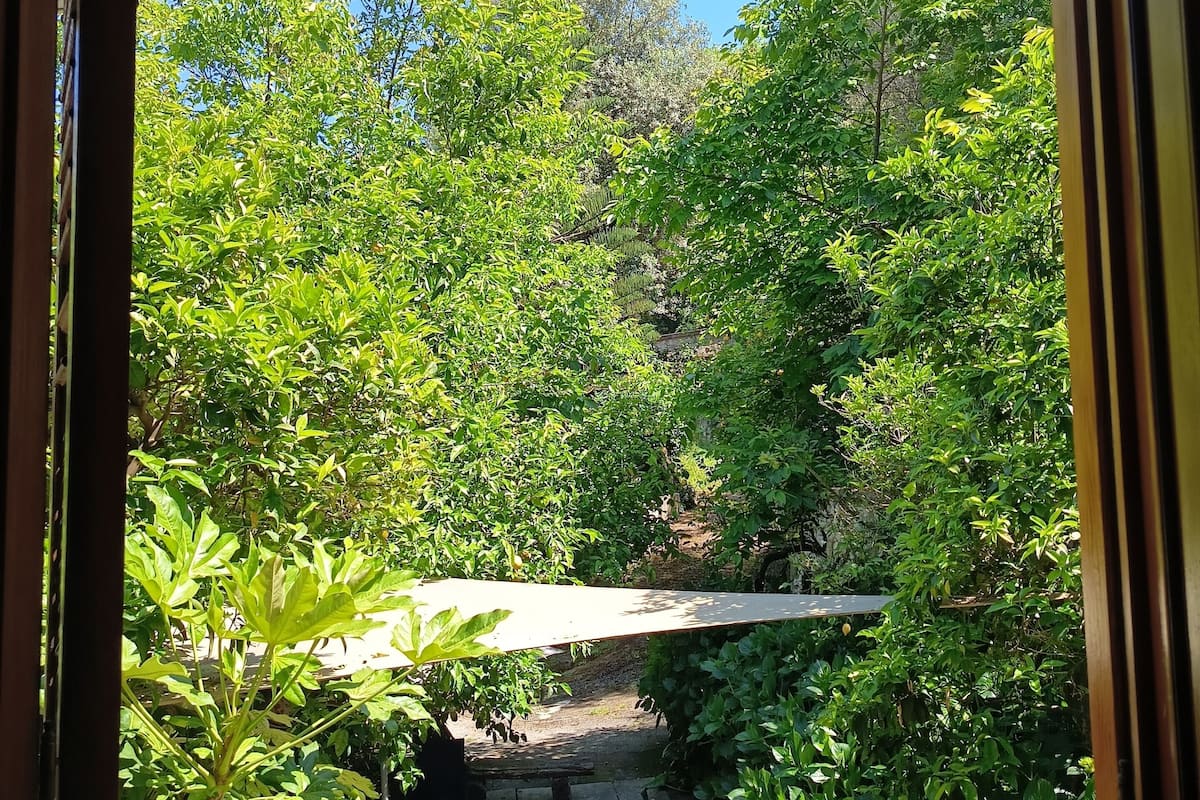 A view through a window of a lush garden with a pathway, a wooden structure, and a chair.