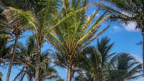 A couple sitting by a pool with a view of the ocean and palm trees. - The Residence: Private 3BR Beachfront Villa (Tulum)