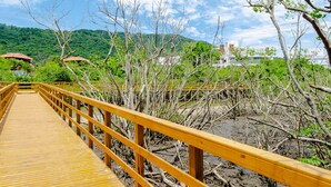 Una pasarela de madera con barandillas amarillas, rodeada de árboles de mangle y con colinas y edificios al fondo.