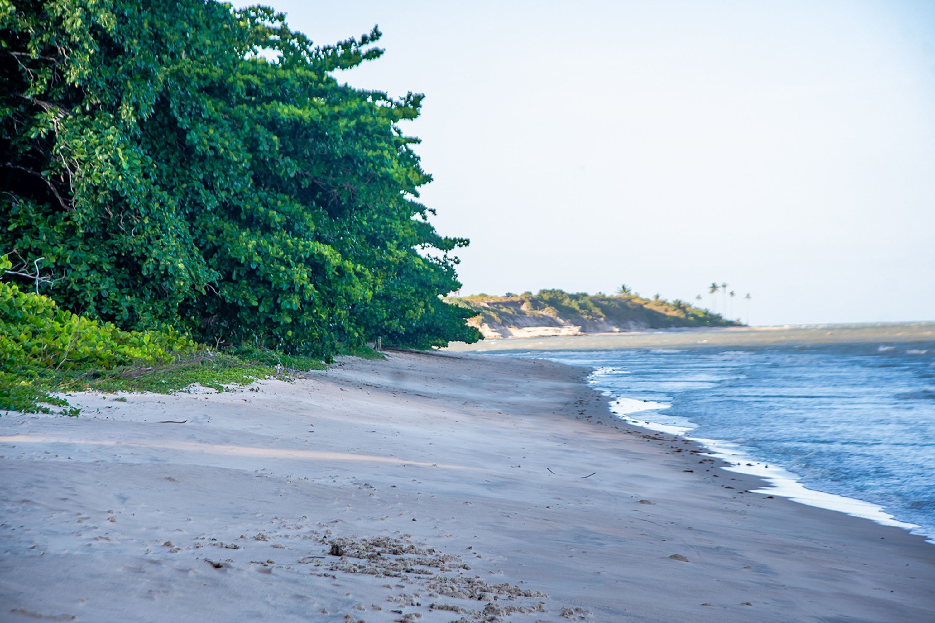 A beach with a sandy shore, dense green foliage on the left, and a calm sea in the background.