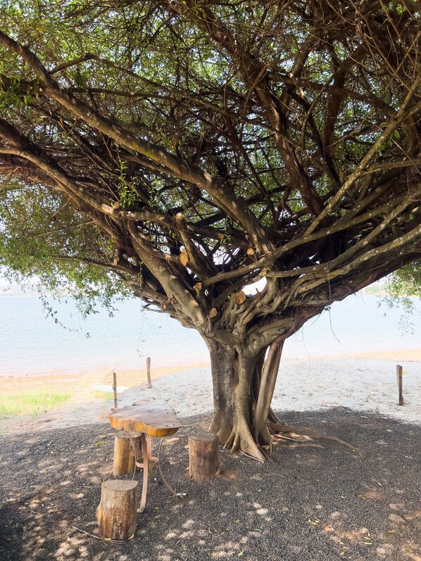 A large tree with a bench under it, surrounded by a sandy area.