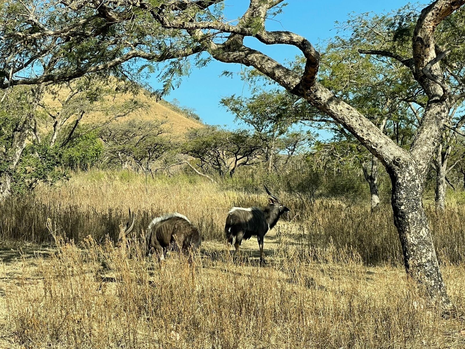 A natural landscape with a tree and dry grass.