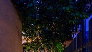 Un sendero estrecho con pavimento de piedra, un árbol y una valla metálica.