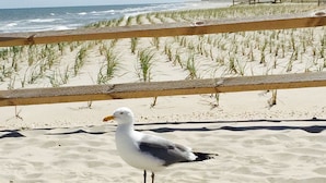 A seagull standing on a sandy beach with a wooden fence in the background.
