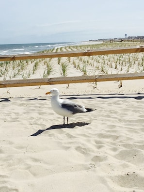 Una gaviota sobre una playa arenosa, con una valla de madera al fondo.