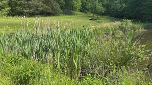A grassy area with a picnic table and a small body of water. -  Cozy Off Grid Cabin near the Blueridge Parkway and Appalachian Trail. (Monroe)