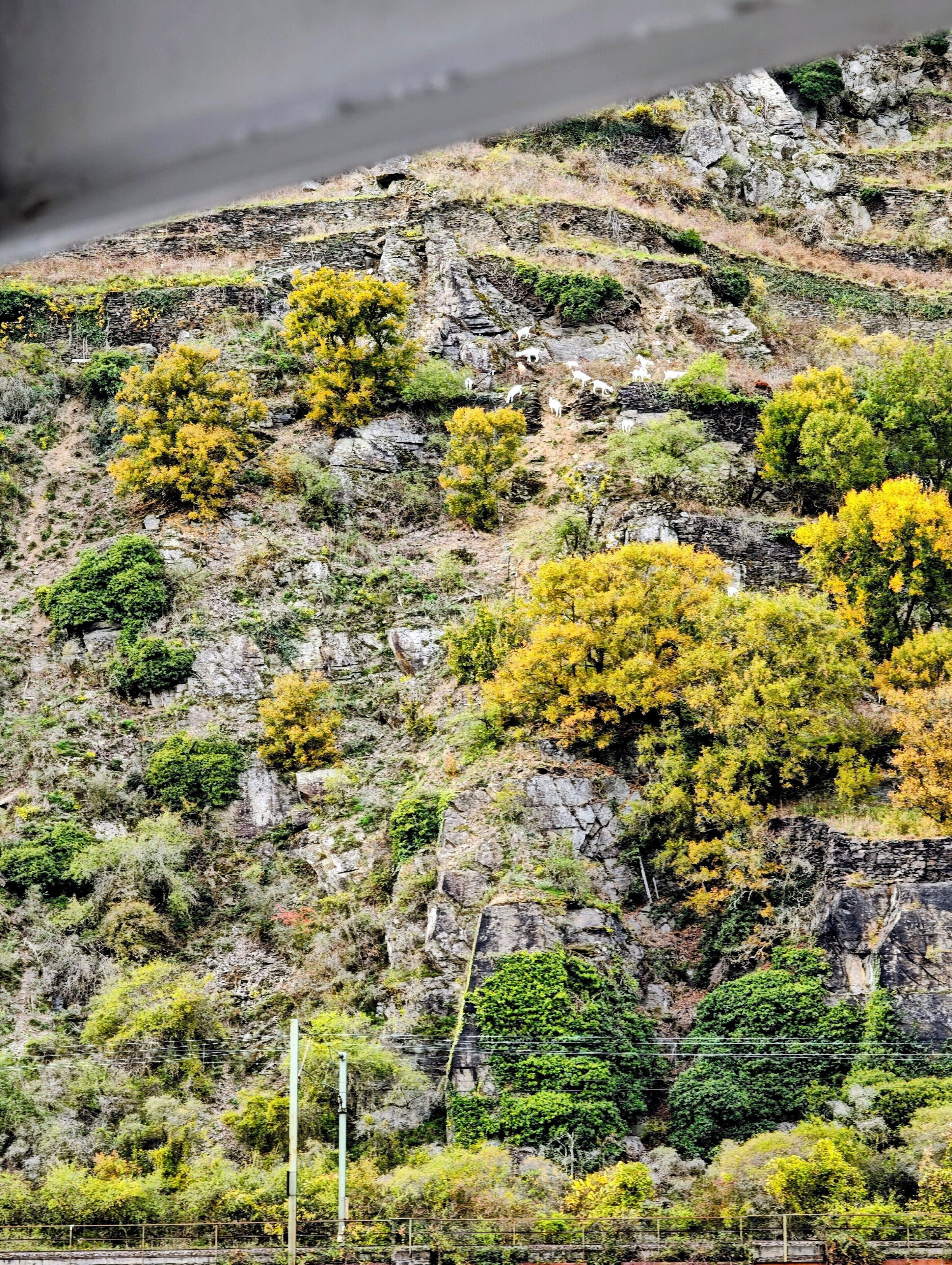 A rocky hillside with sparse vegetation and a few trees.