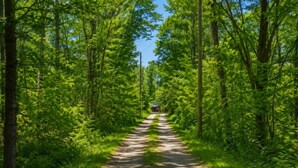 Ein Waldweg, der zu einem Gebäude führt.