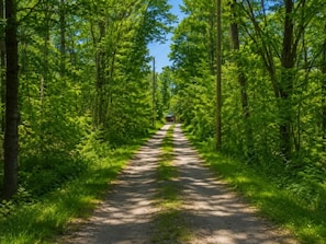 Un sendero estrecho y sin pavimentar que atraviesa un bosque denso, con árboles altos a ambos lados.