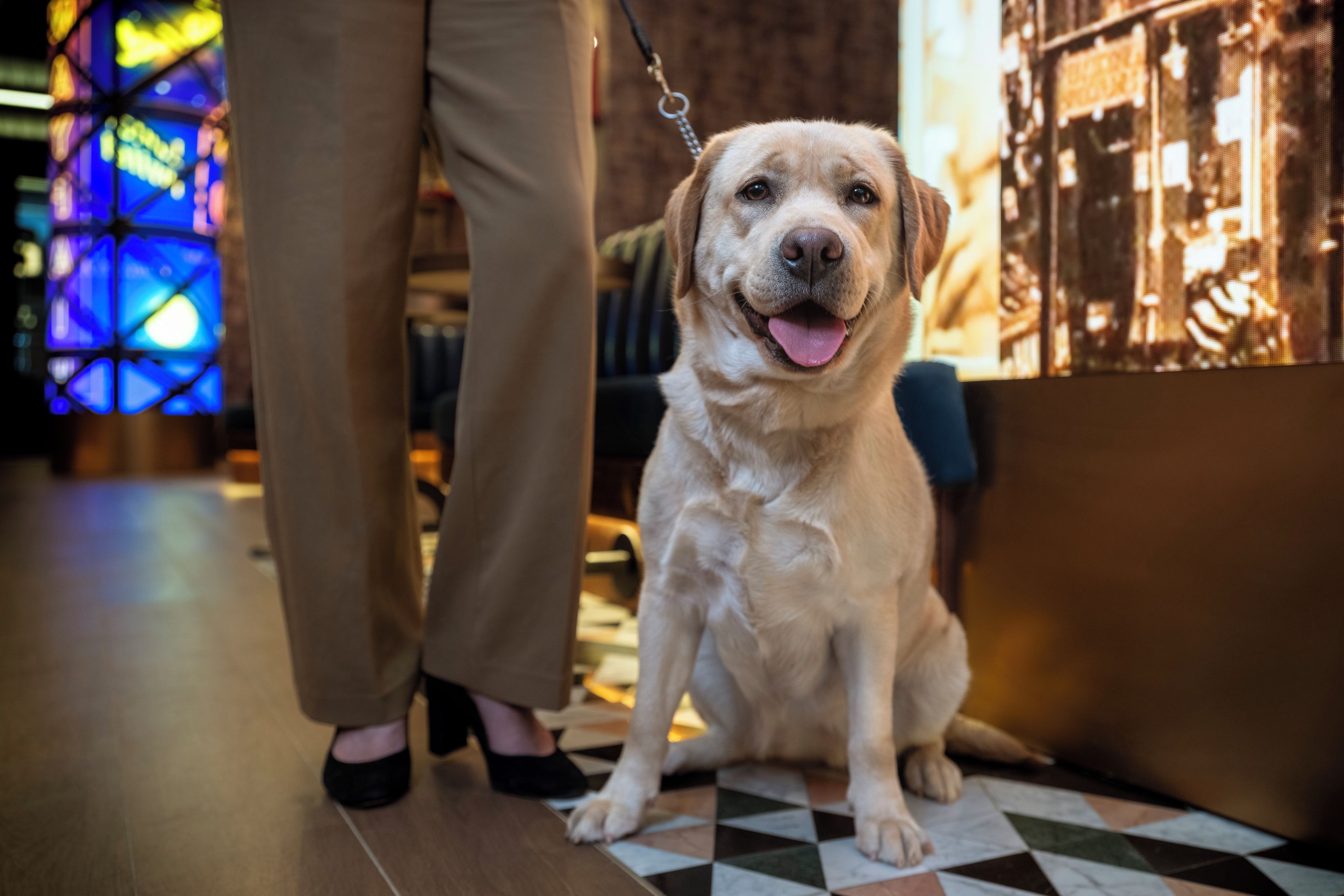Een hond zit op een geruit vloertje met een riem, een persoon staat in de buurt, en een kleurrijke, verlichte achtergrond.