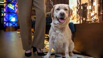 Een hond zit op een geruit vloertje met een riem, een persoon staat in de buurt, en een kleurrijke, verlichte achtergrond.