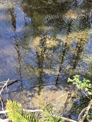 A natural water body with reflections, surrounded by greenery.