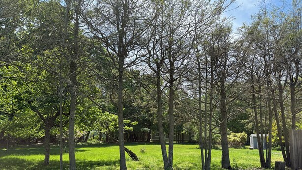 A grassy area with trees and a small shed.