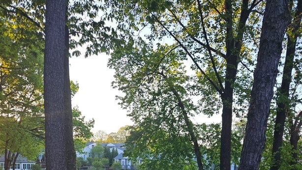 A serene lakeside view with tall trees and a fountain. - 2-bedroom apartment next to Brave's Stadium (Smyrna)